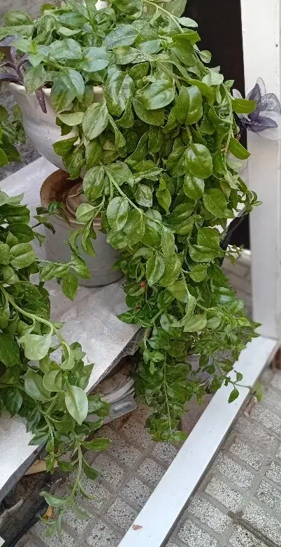 گل یخ|گل و گیاه طبیعی|تربتحیدریه, کوه سنگی|دیوار