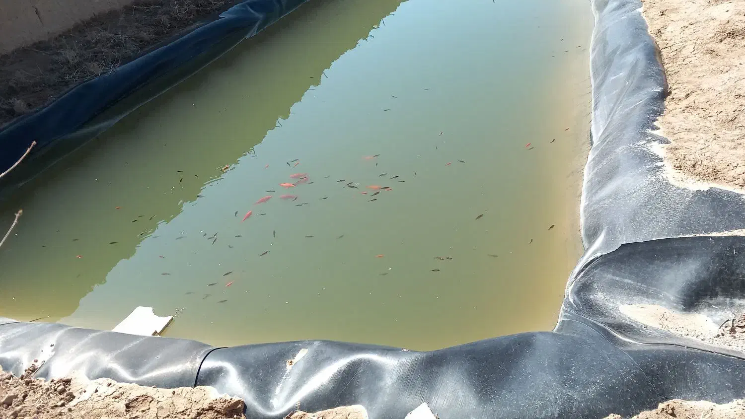 ماهی قرمز|ماهی|شاهرود, |دیوار