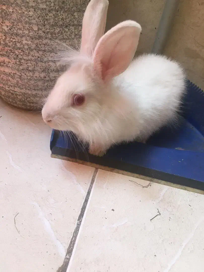 خرگوش هلندی|موش و خرگوش|تهران, امام حسین|دیوار