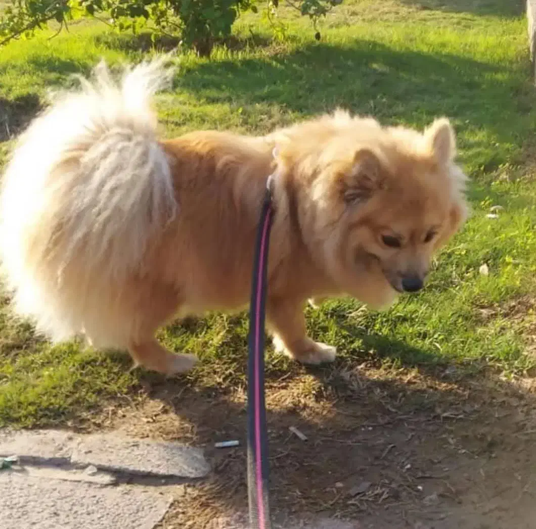 سگ گمشده|حیوانات|رشت, منظریه|دیوار