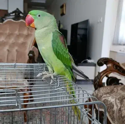 جوجه نر ۶ ماهه شاه طوطی اسکندری|پرنده|فردیس, منظریه|دیوار