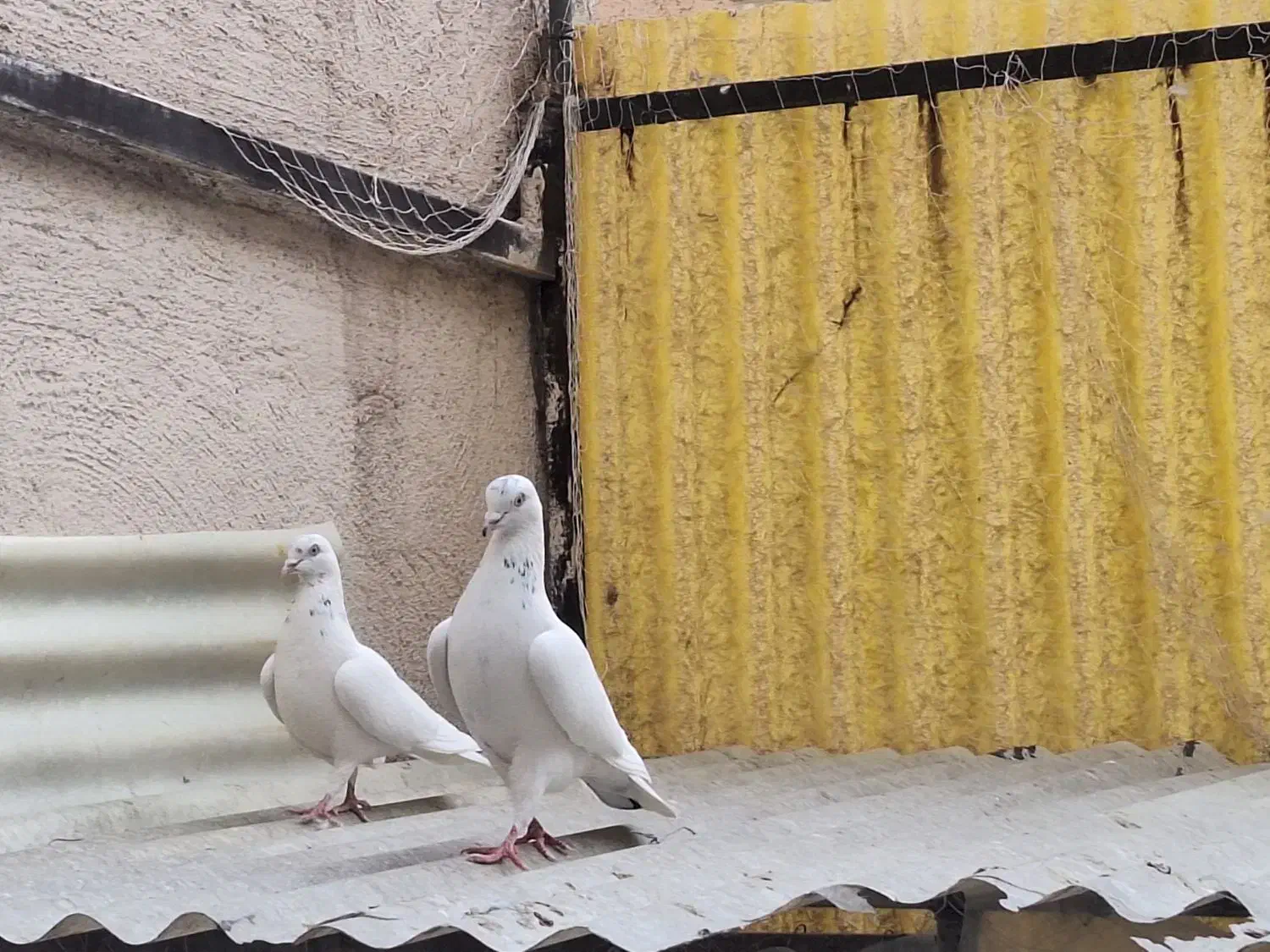 کبوتر|پرنده|تهران, امام حسین|دیوار