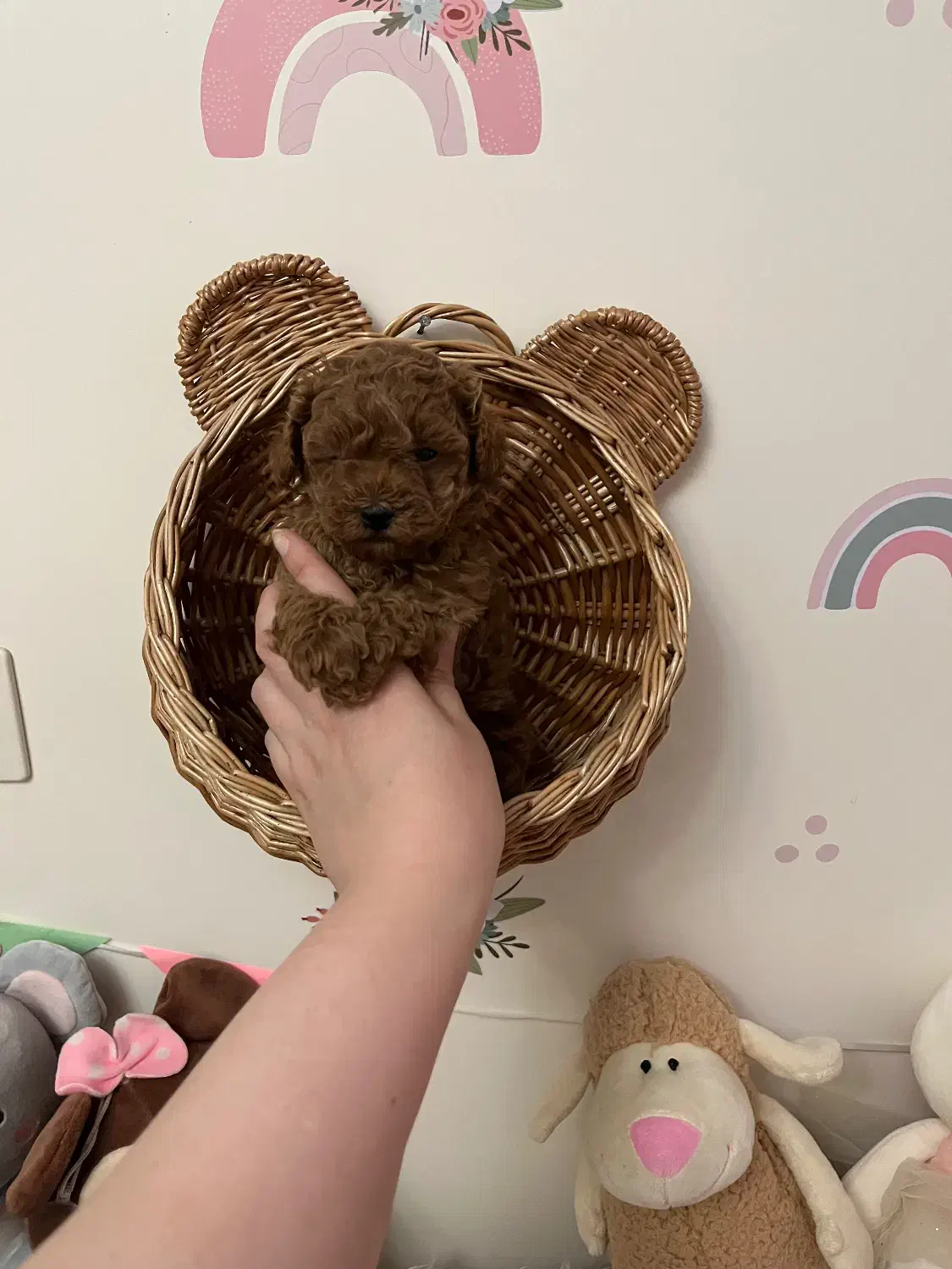 توی پودل|سگ|کرج, فاز ۱ مهرشهر|دیوار