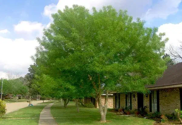 نهال زبان گنجشک ۲ساله فقط ۲۵هزار تومن|گل و گیاه طبیعی|میاندوآب, |دیوار