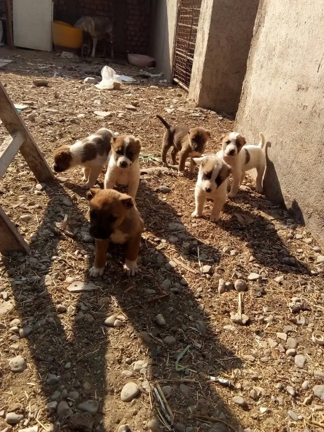 توله سرابی|سگ|پیشوا, |دیوار