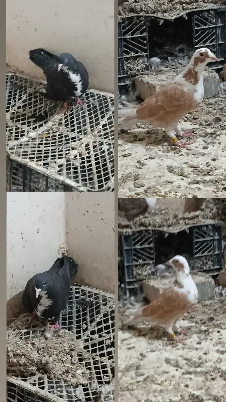 دو جفت رنگه|پرنده|هیرمند, |دیوار