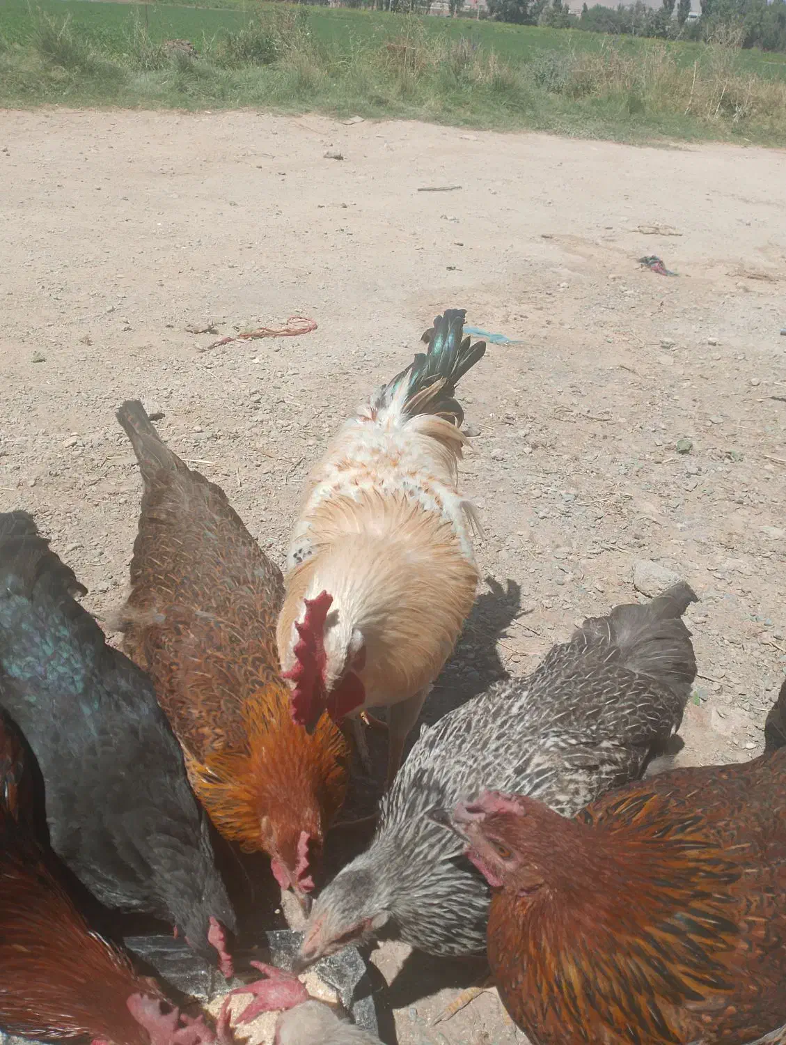 خروس فروشی|حیوانات مزرعه|مهاجران, |دیوار