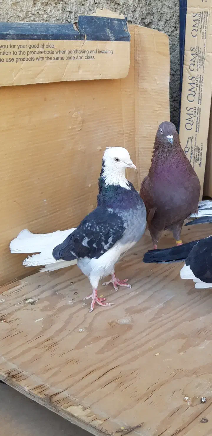 کبوتر پرشی قیمت تومتن نوشتم بخانید مرسی|پرنده|هشتگرد, شهرک اداری|دیوار