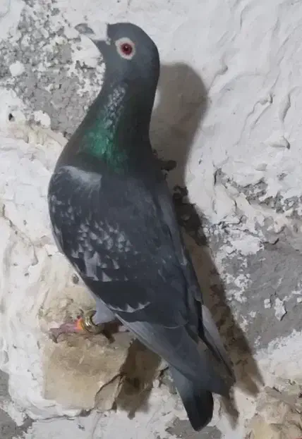 کبوتر گمشده|پرنده|گالیکش, |دیوار