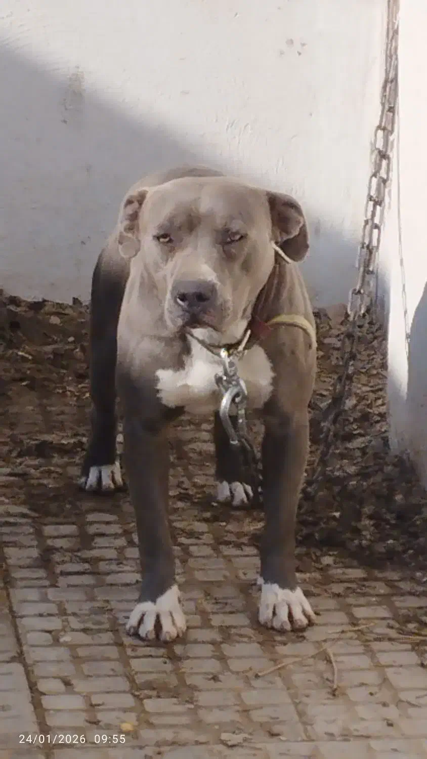 سگ پیتبول|سگ|پاکدشت, پاکدشت (مامازند)|دیوار