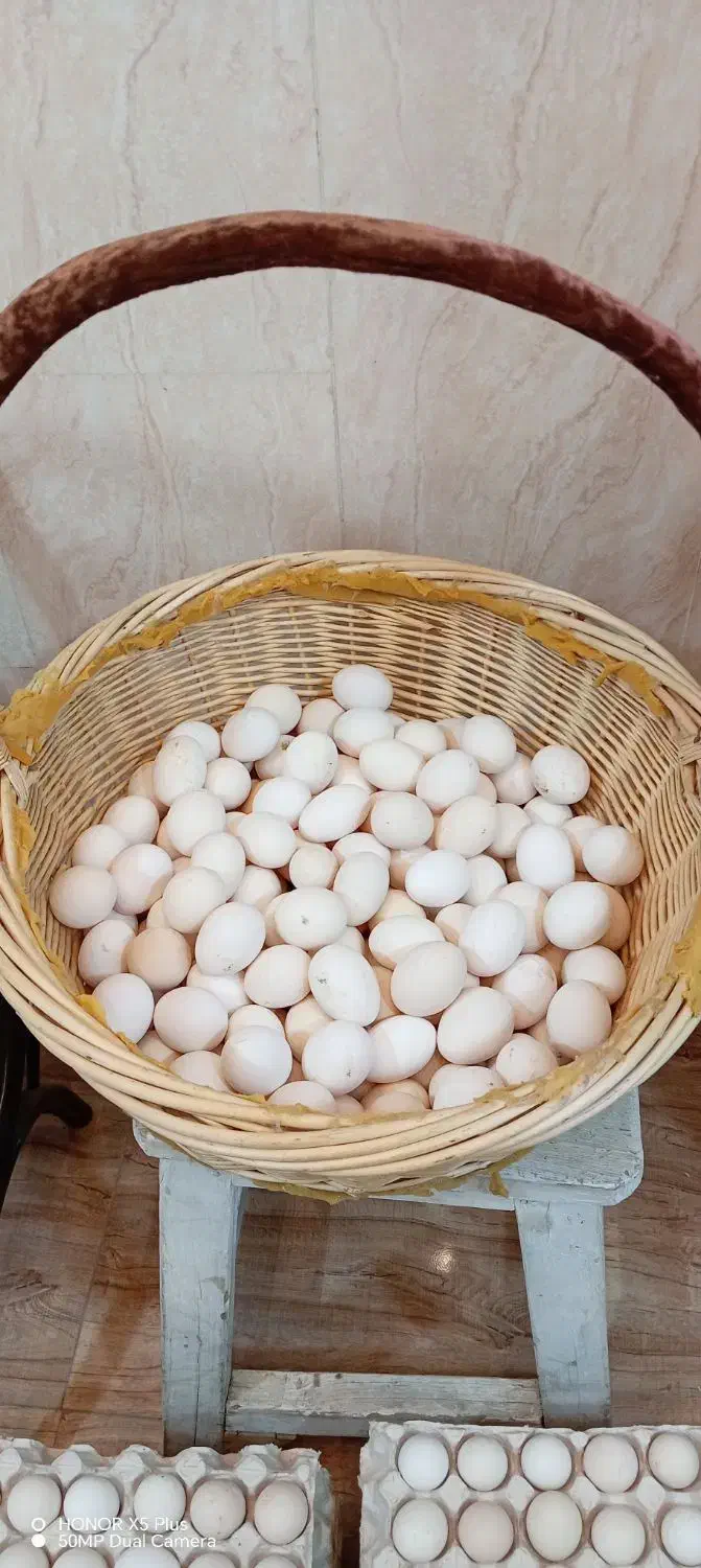 تخم مرغ بومی دونه 6 هزار تومان|خوردنی و آشامیدنی|خمینیشهر, |دیوار