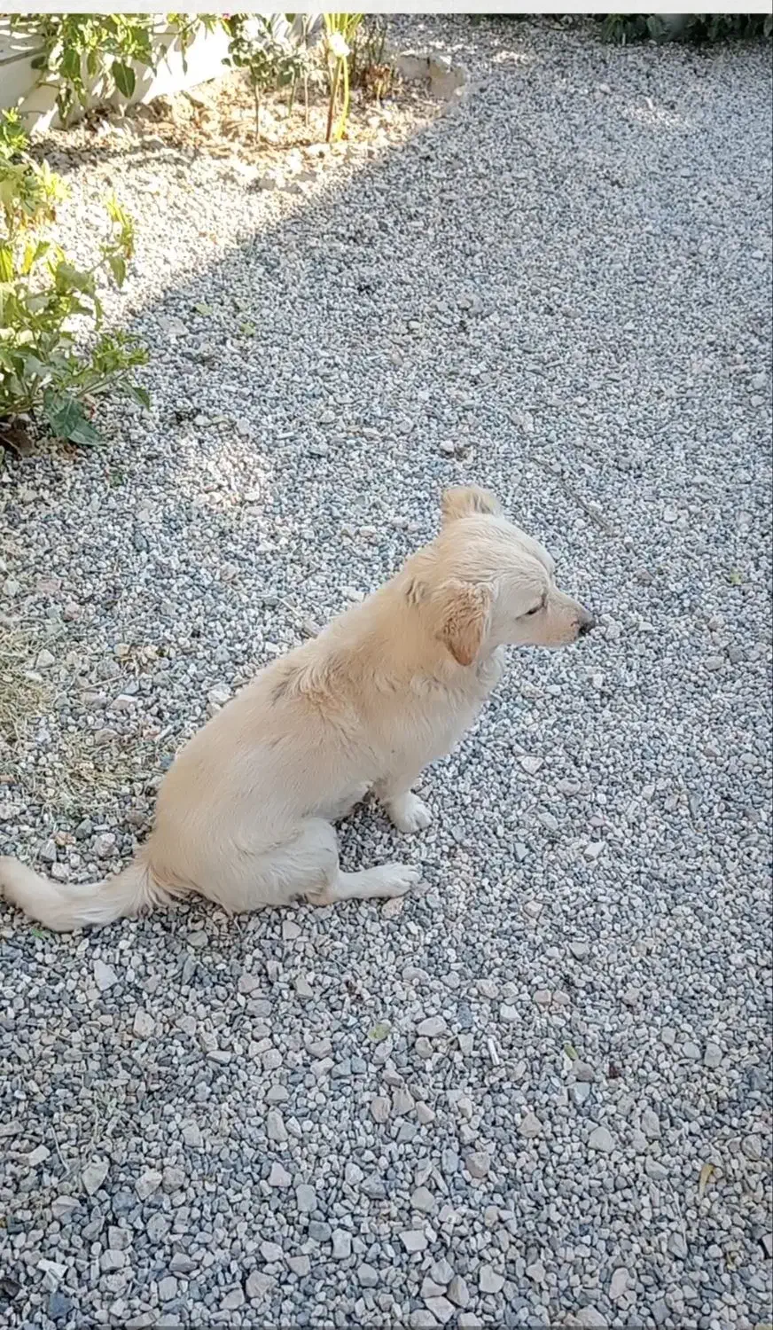 سگ پامری|سگ|نجفآباد, ویلاشهر|دیوار