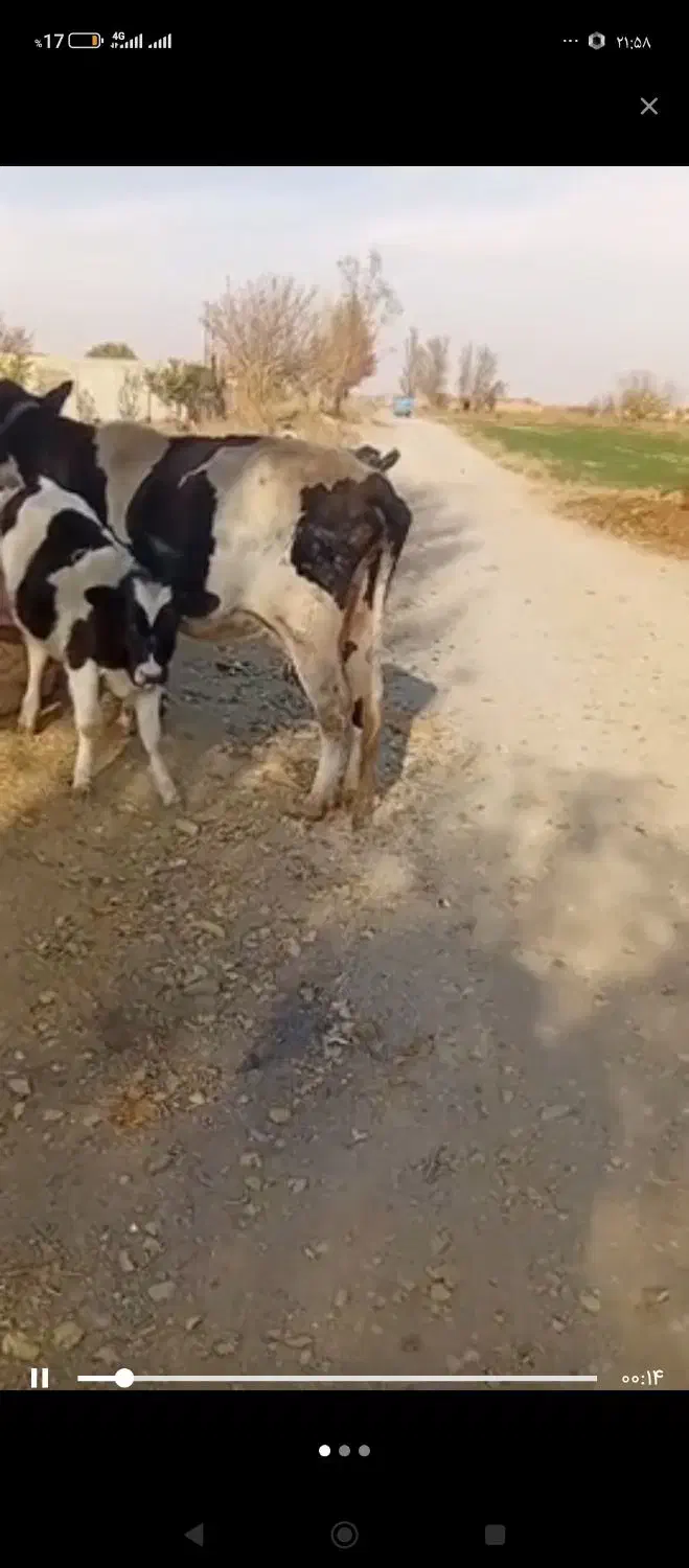 گاو شیری|حیوانات مزرعه|شال, |دیوار