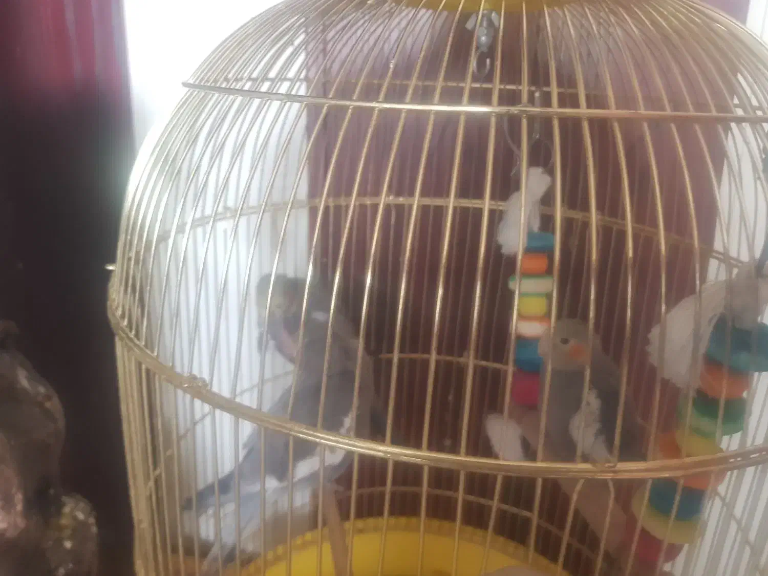 ۷ تا عروس هلندی به همراه قفس و لوازم ۴ تومان|پرنده|مشهد, آبکوه|دیوار