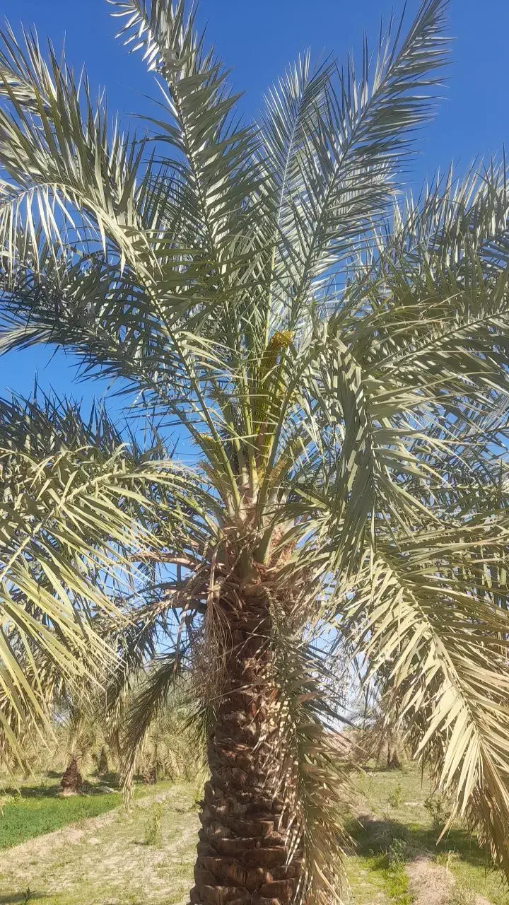 درخت گراز|خدمات باغبانی و درختکاری|فهرج, |دیوار