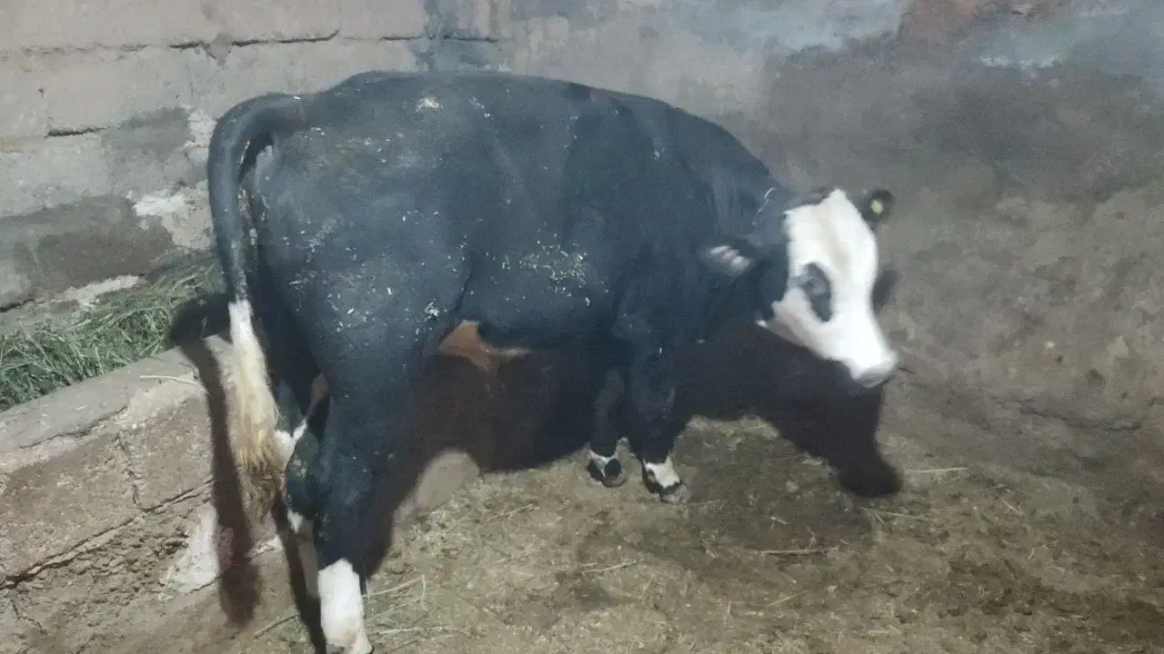 گوساله نر|حیوانات مزرعه|زنجانرود, |دیوار