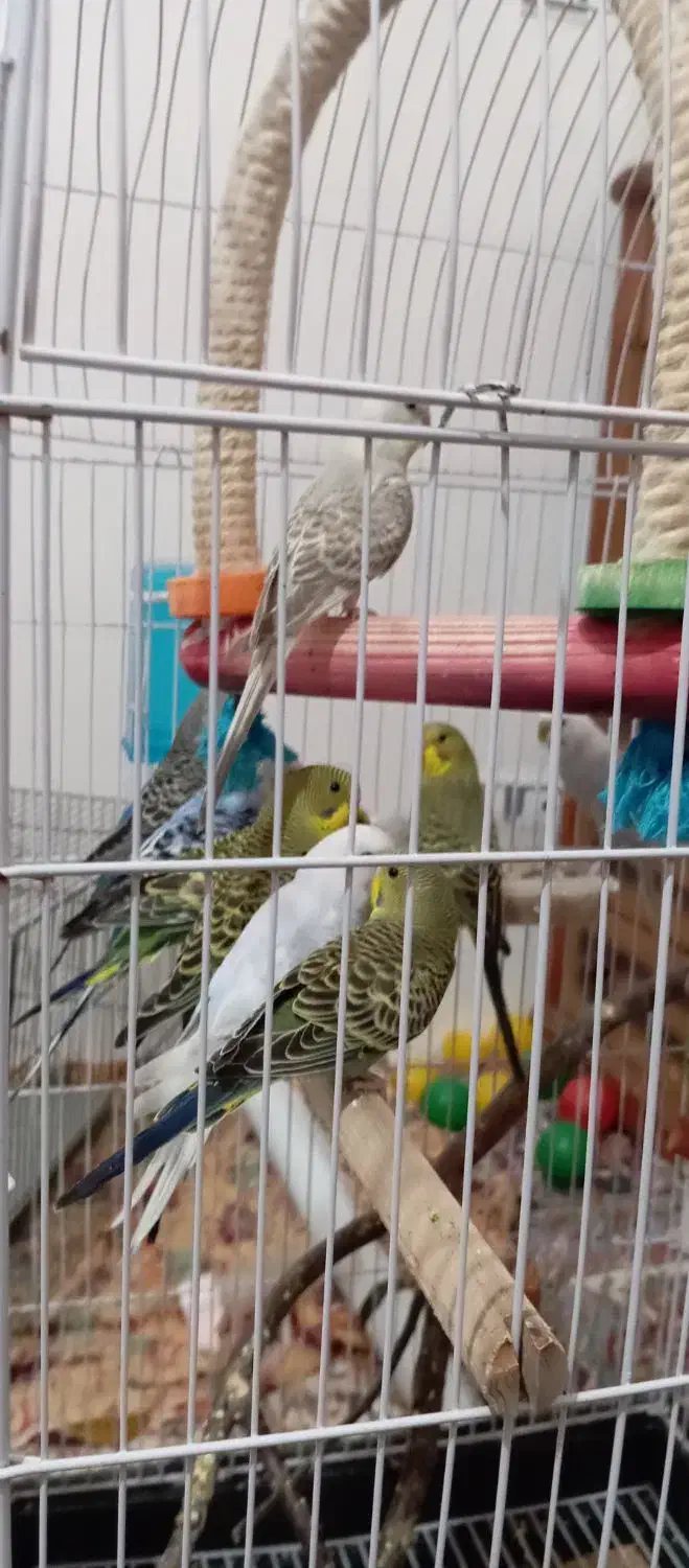 مرغ عشق|پرنده|اردبیل, |دیوار