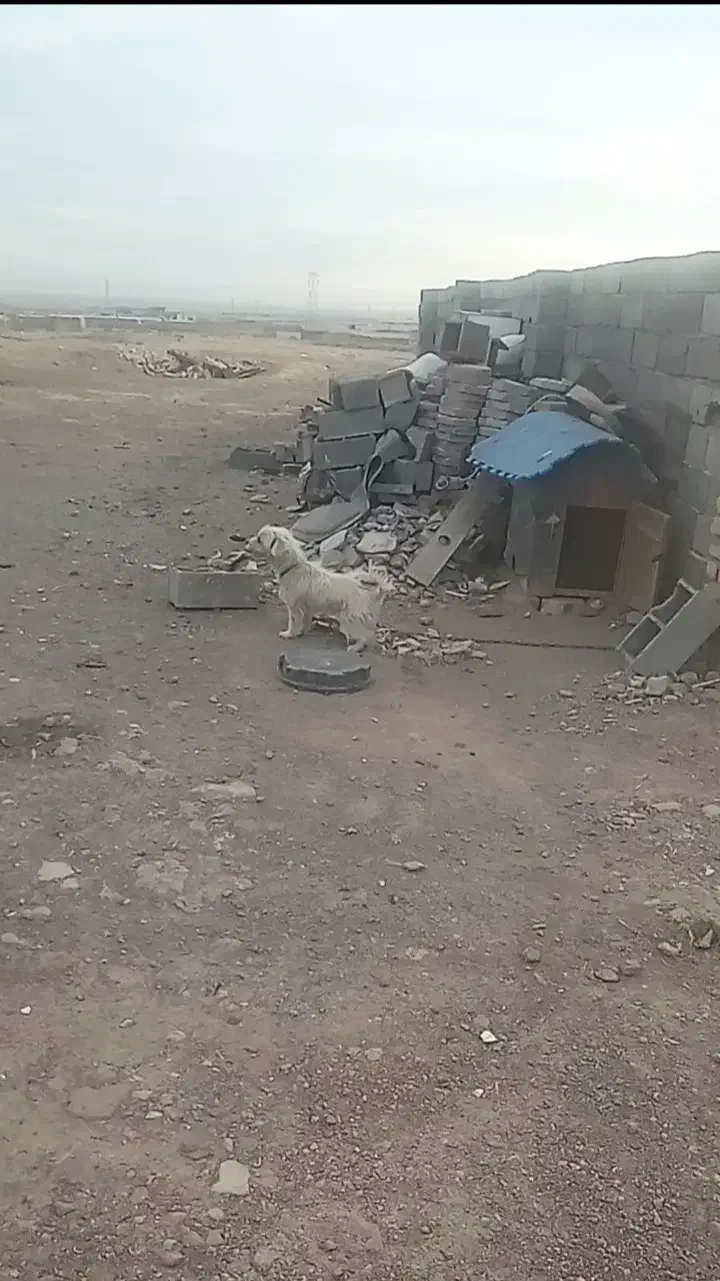 سگ باهوش|سگ|قزوین, |دیوار