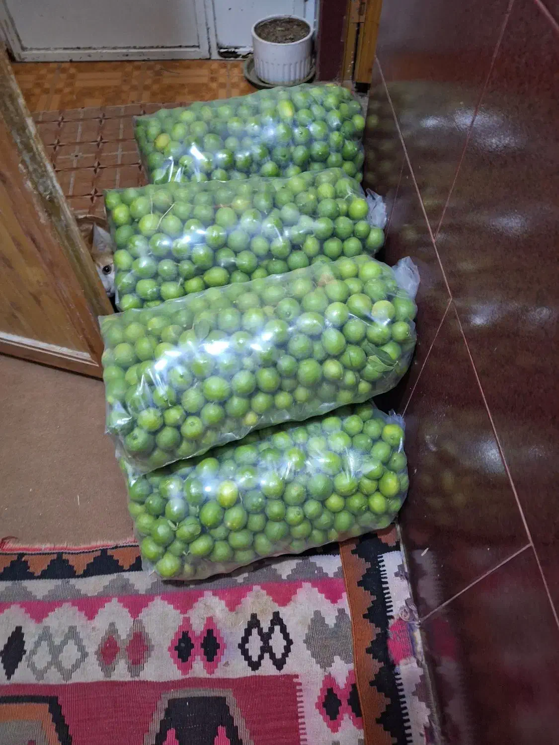 فروش باغ مرکبات|فروش دفتر صنعتی، کشاورزی، تجاری|بهبهان, |دیوار