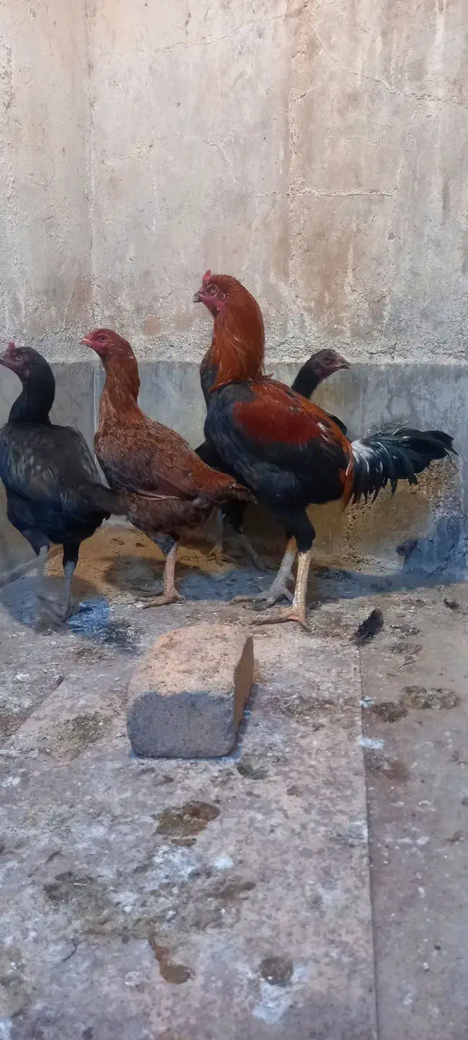 لاری|حیوانات مزرعه|بهارستان, |دیوار