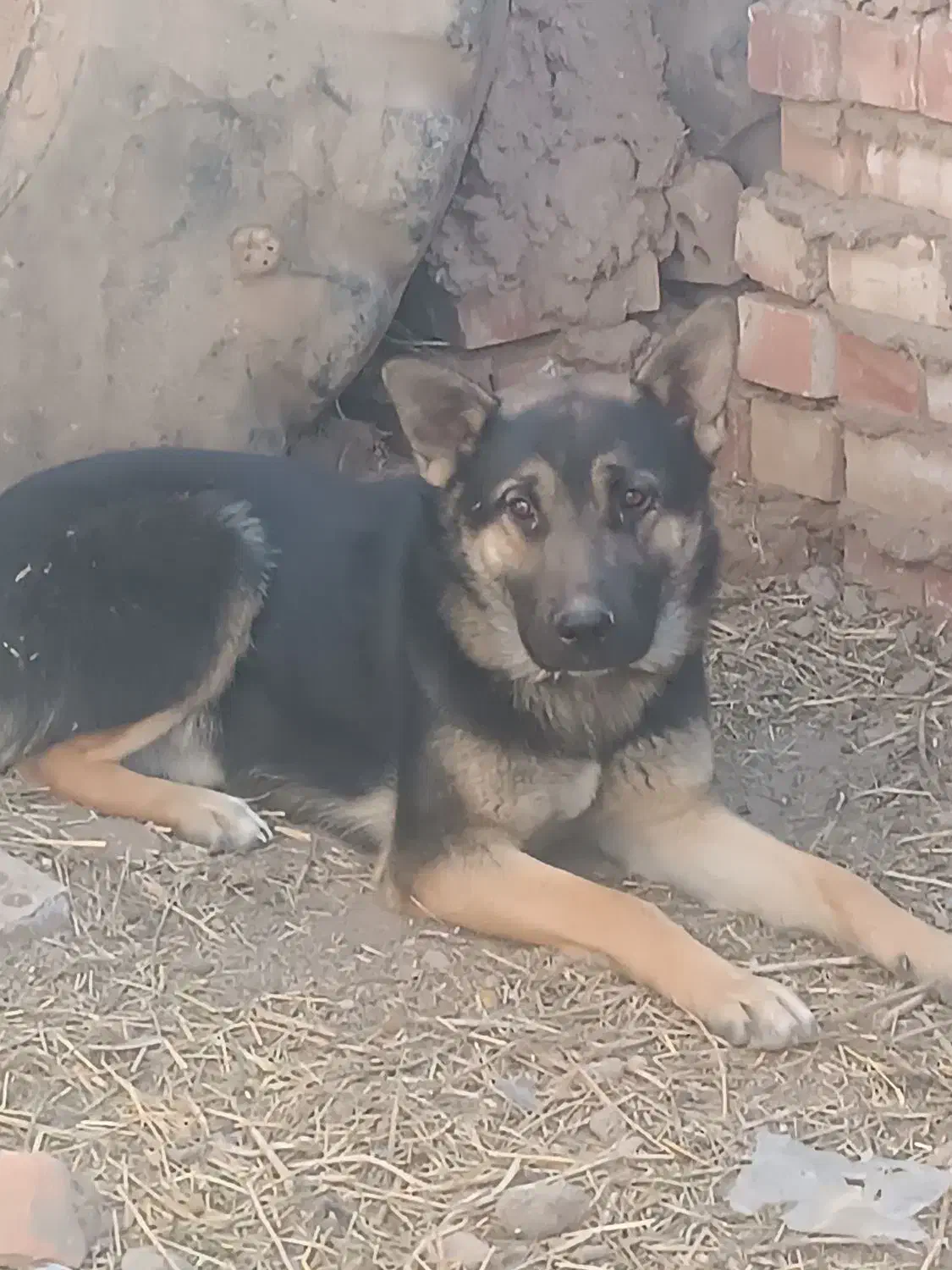 سگ ژرمنی|سگ|زرند, |دیوار