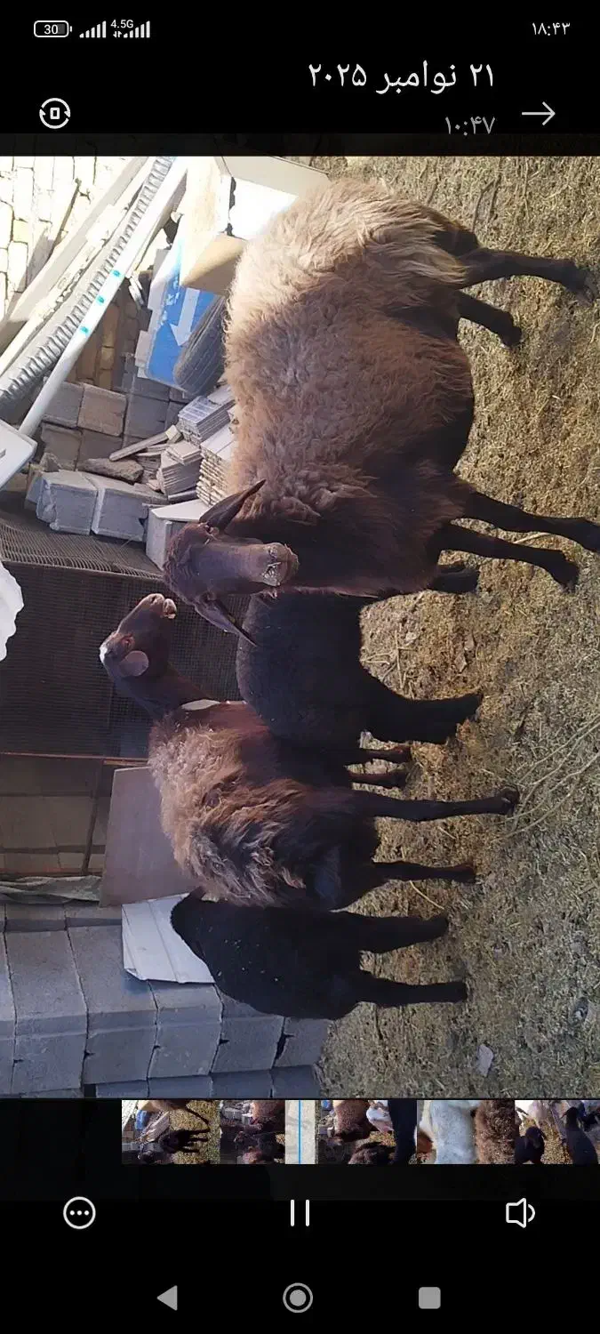 فروش میش غزل افشار|حیوانات مزرعه|شاهین‌شهر, برخوار غرب|دیوار