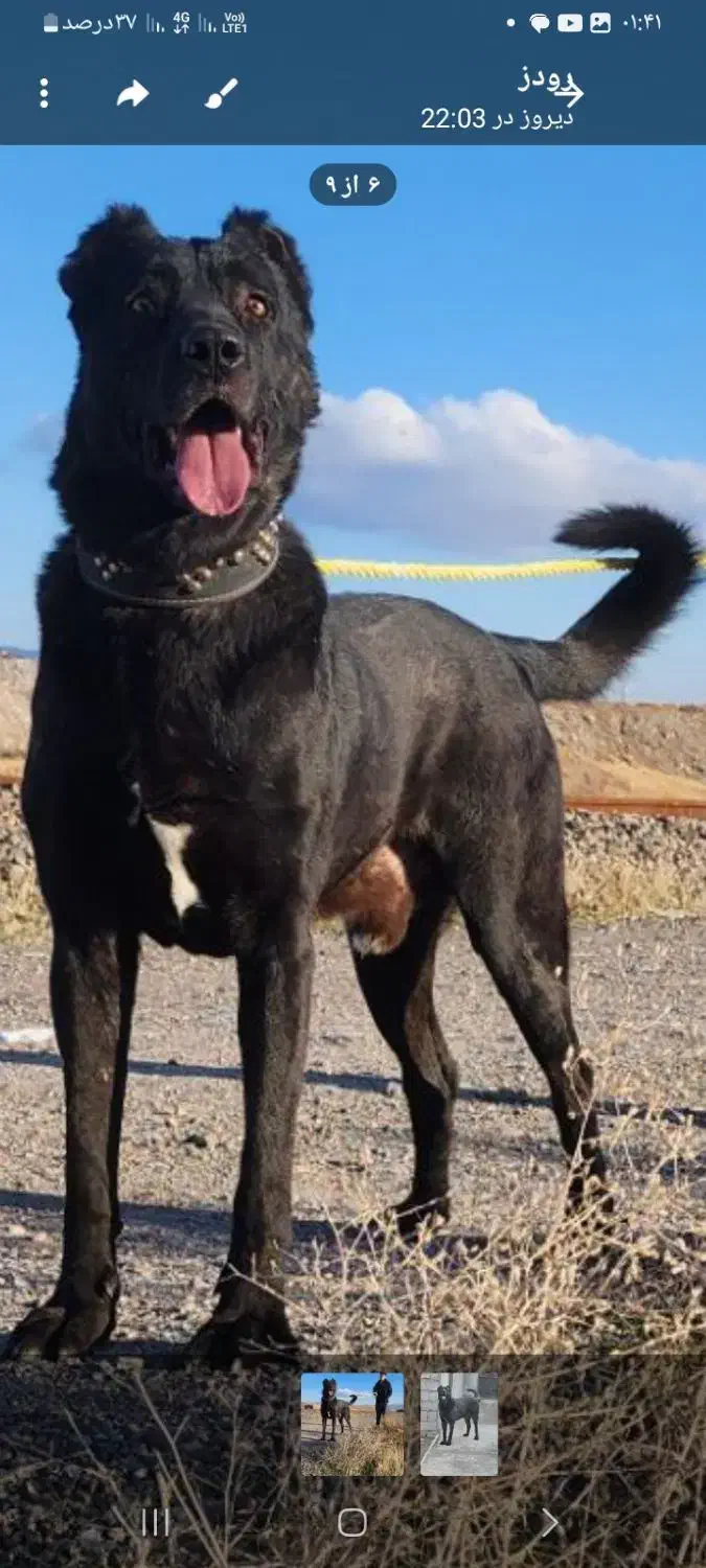 سگ سرابی|سگ|رباط‌کریم, رباط‌کریم|دیوار