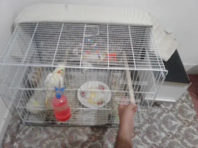 یک جفت عروس مولد با جوجه فوری|پرنده|دامغان, |دیوار