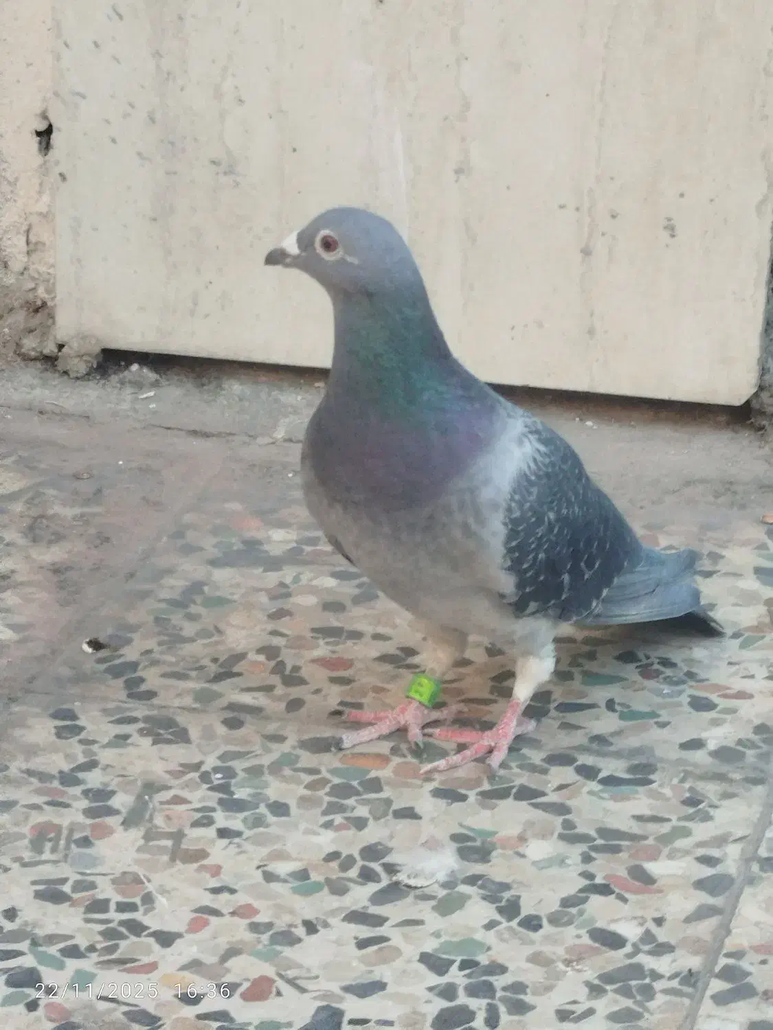 کبوتر پلاکی|پرنده|ایذه, |دیوار