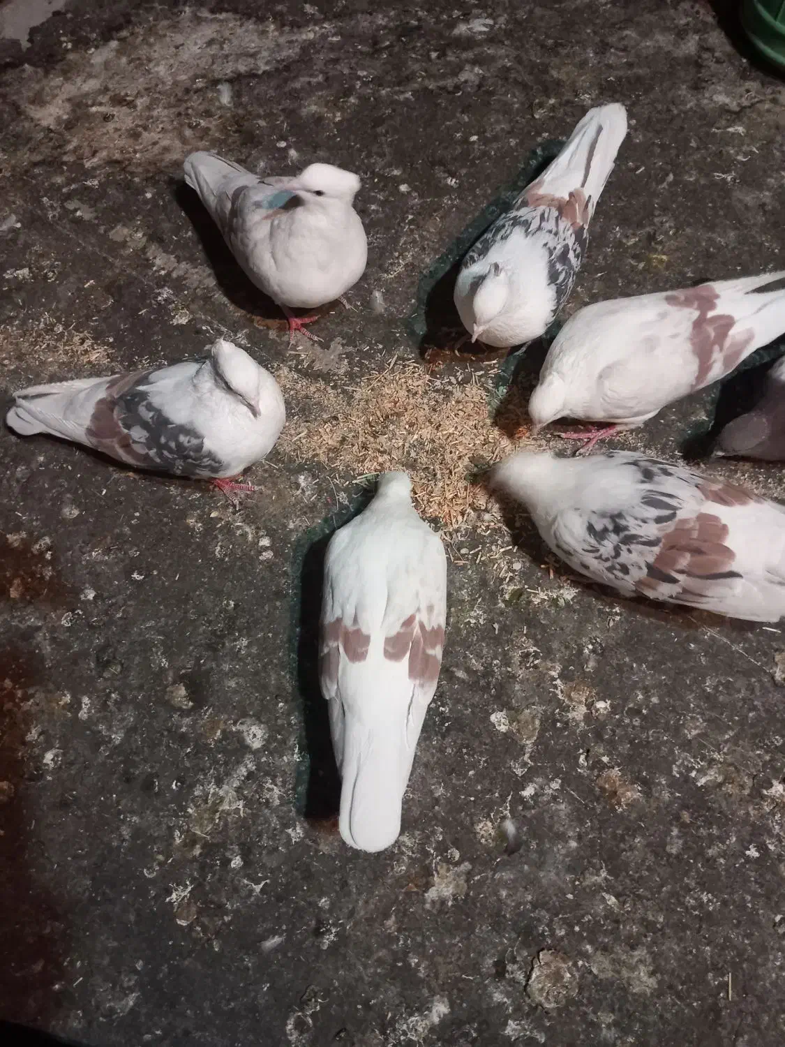 کبوتر|پرنده|بروجرد, |دیوار