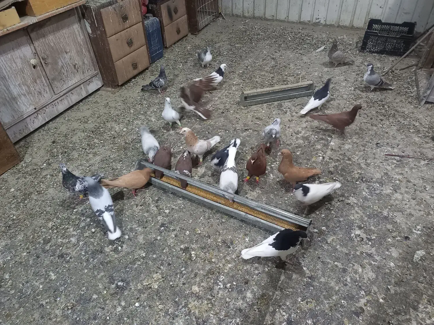 فروش کبوتر|پرنده|وحیدیه, |دیوار