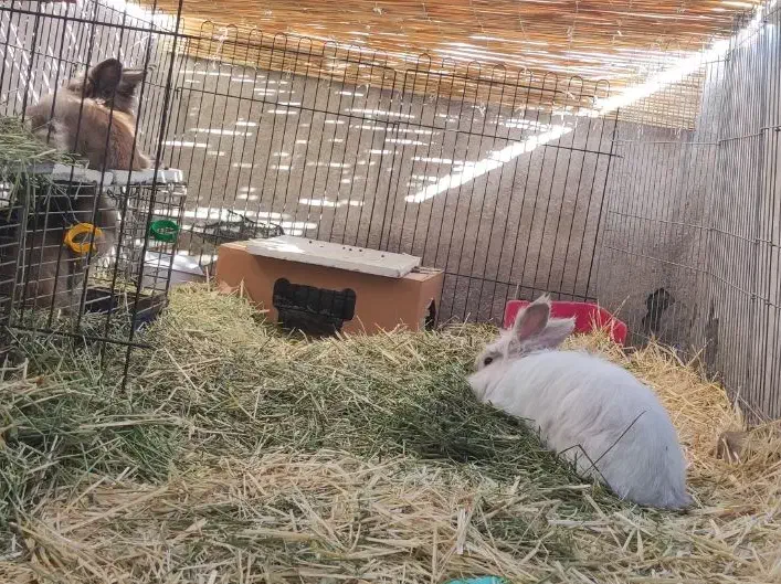 واگذاری دو خرگوش عقیم شده|موش و خرگوش|تهران, جوادیه|دیوار