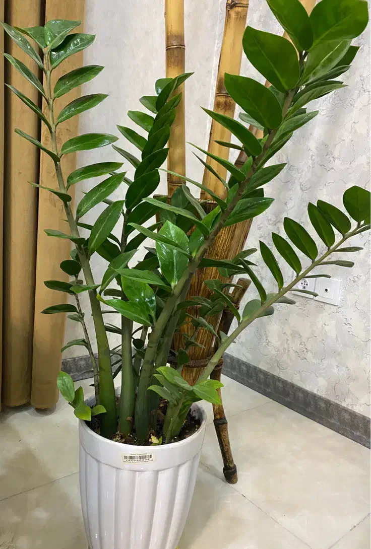 گل پدیلانتوس و زاموفیلیا|گل و گیاه طبیعی|صدرا-فارس, فاز ۲|دیوار