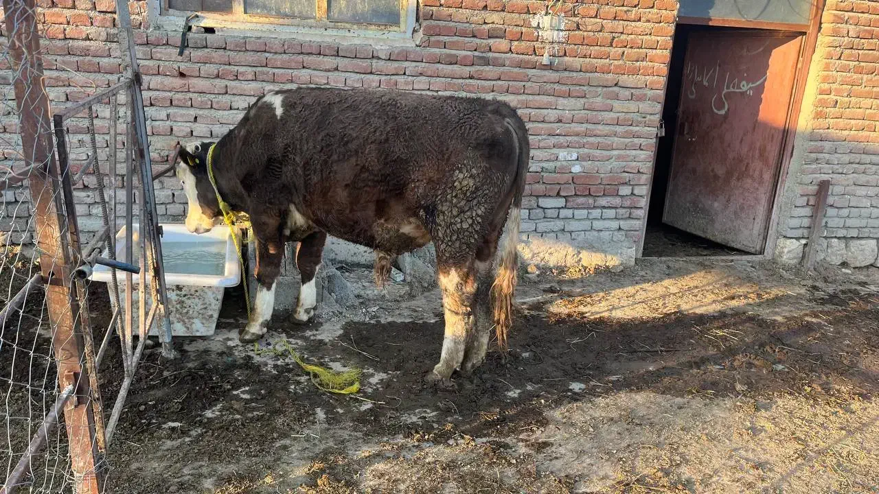 گوساله نر|حیوانات مزرعه|نوشین شهر, |دیوار