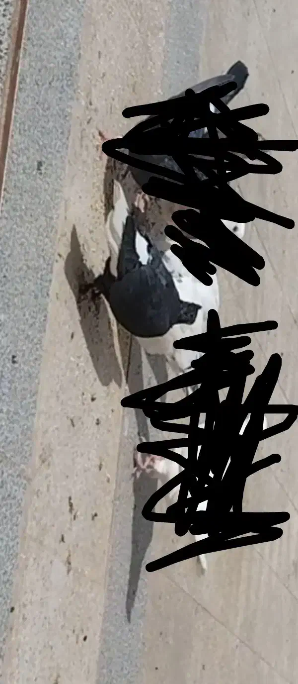 کفتر زاغ دم سفید|پرنده|سیرجان, |دیوار