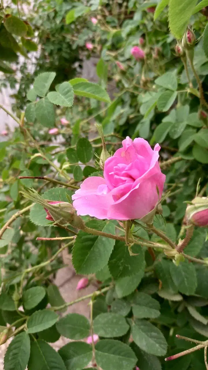باغ|فروش زمین و ملک کلنگی|بروجرد, |دیوار