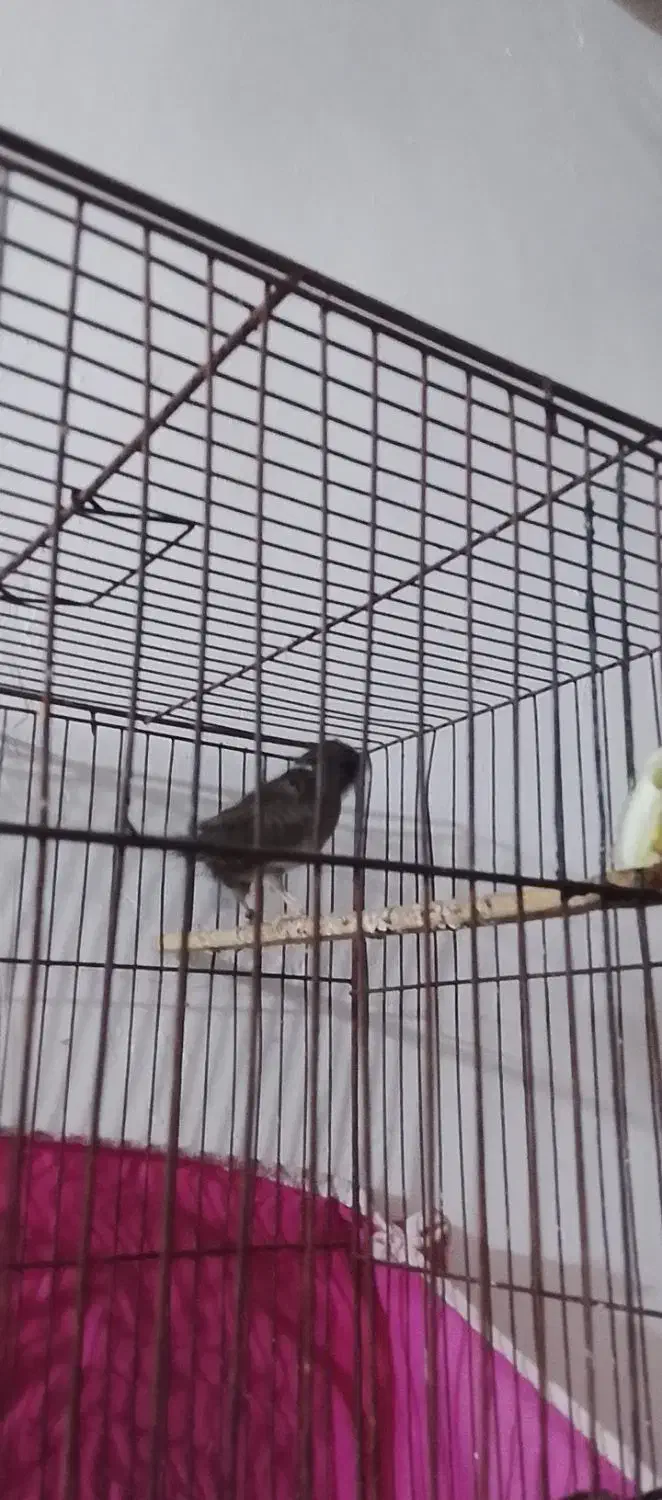 قناری|پرنده|بندرعباس, |دیوار