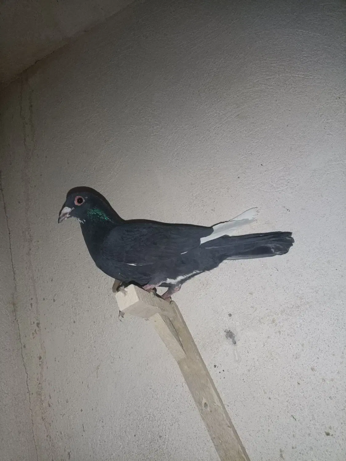 نر پلنگ|پرنده|کرمان, |دیوار