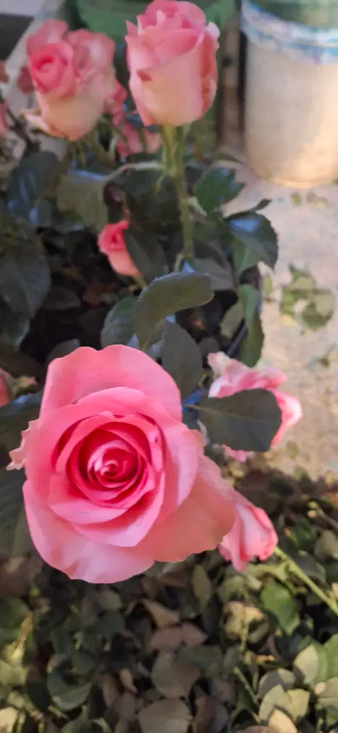 کارگر ساده گلخانه|استخدام سرایداری و نظافت|دماوند, دماوند|دیوار