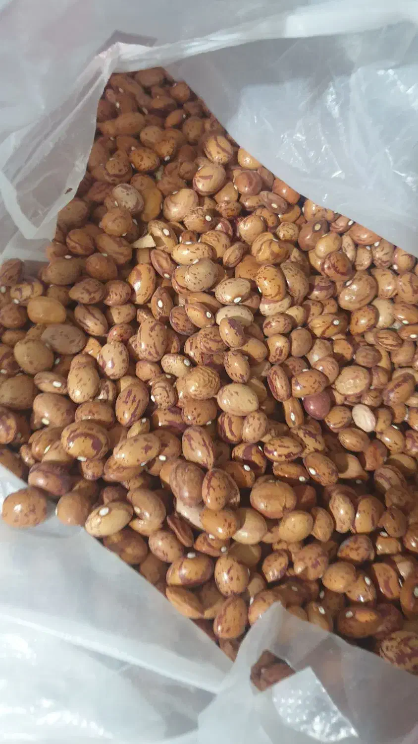 لوبیا چیتی|خوردنی و آشامیدنی|قم, زنبیل آباد|دیوار
