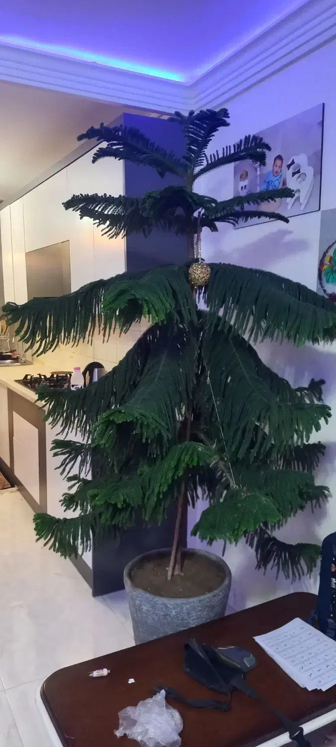 گل کاج مطبق|گل و گیاه طبیعی|قدس, شهر‌قدس|دیوار