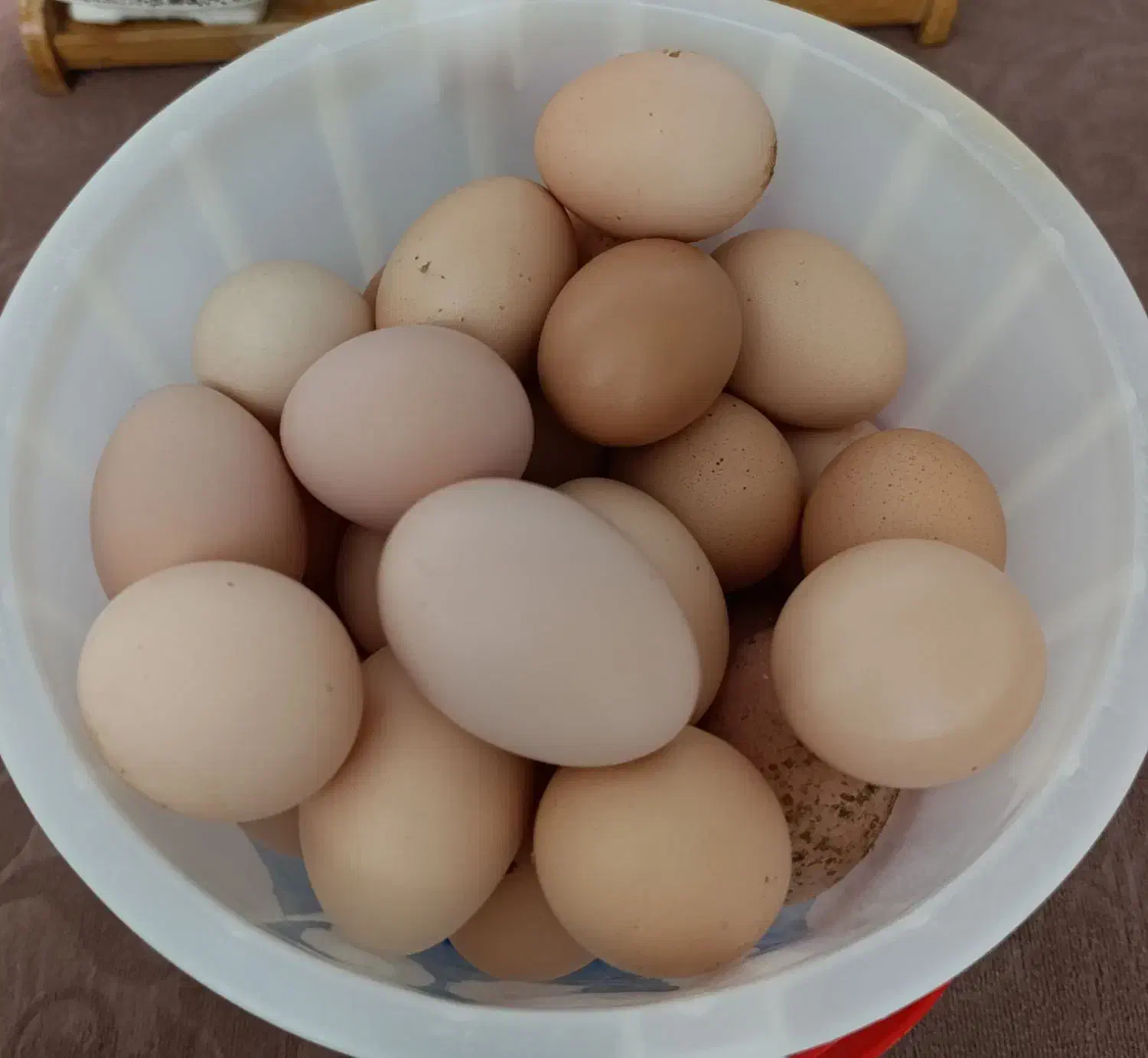 تخم مرغ محلی|خوردنی و آشامیدنی|شاهین دژ, |دیوار