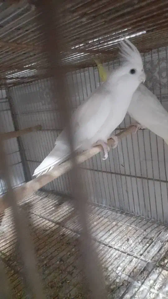 عروس هلندهای بالغ|پرنده|قشم, |دیوار