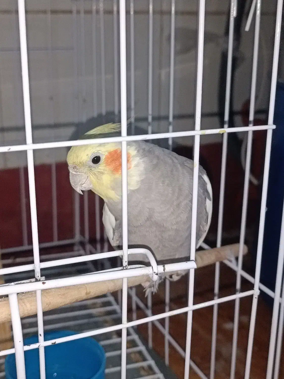 عروس هلندی|پرنده|دهلران, |دیوار