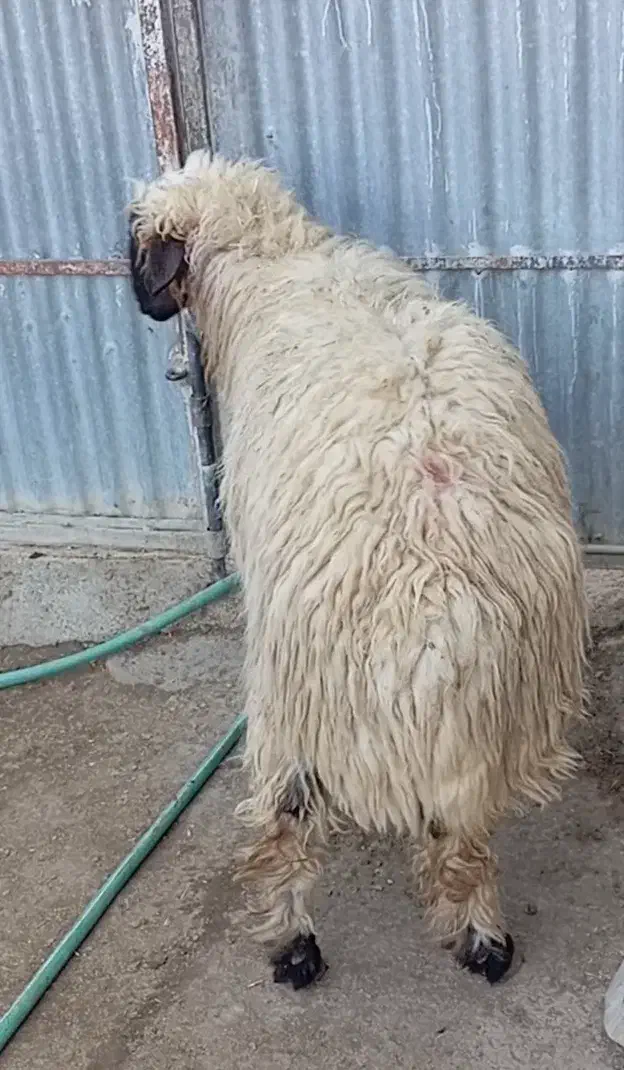 بره قوچی|حیوانات مزرعه|پلدختر, |دیوار