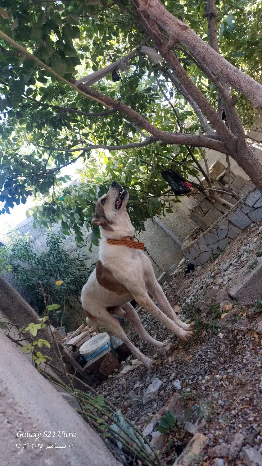 سگ نگهبان|سگ|مشهد, فرخد|دیوار