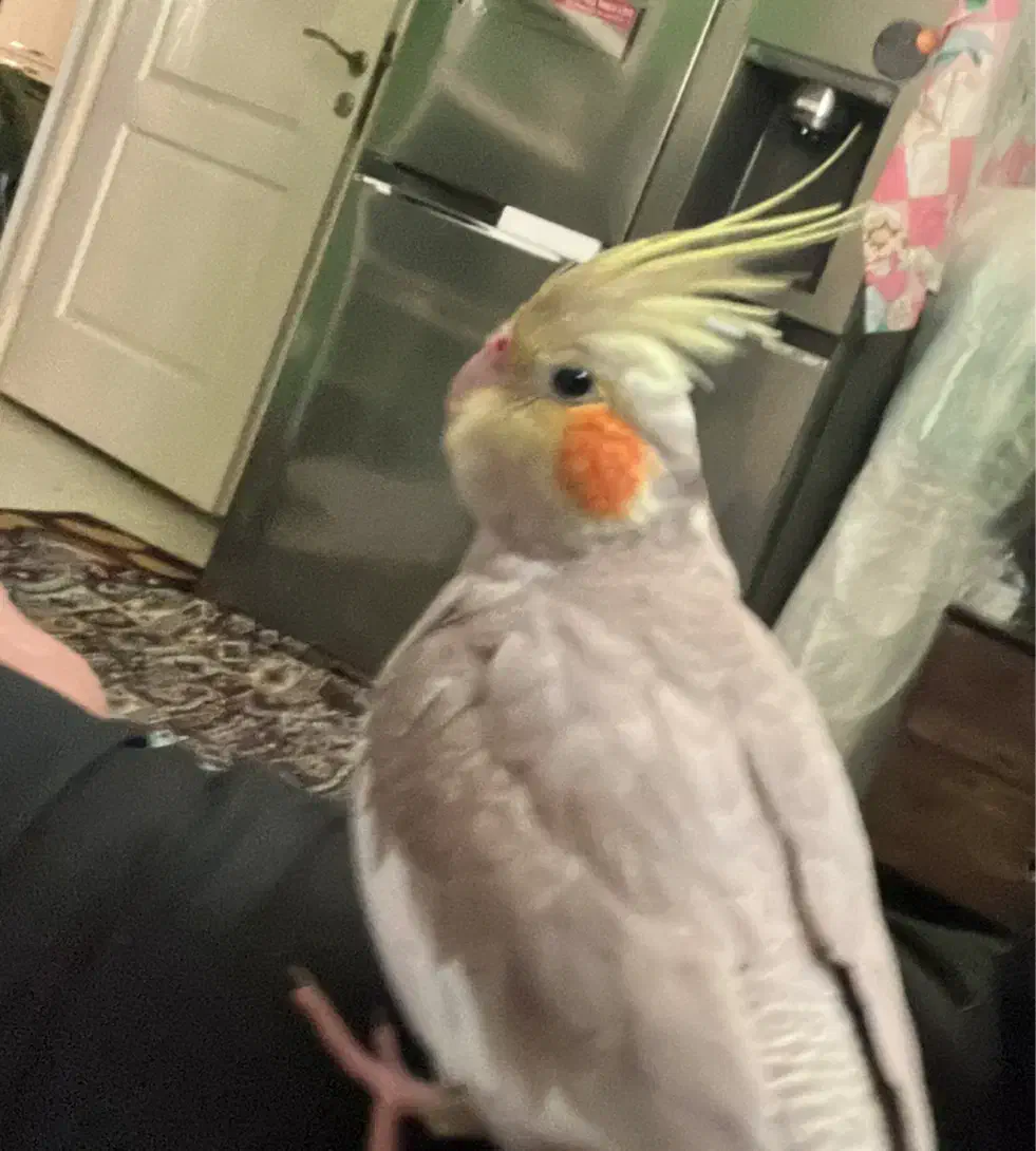 عروس هلندی گم شده|حیوانات|بوشهر, |دیوار