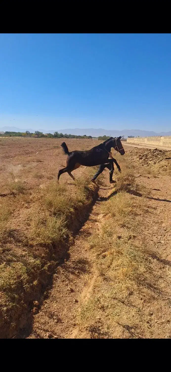 کره ماده|اسب و تجهیزات اسب‌سواری|لنجان, |دیوار