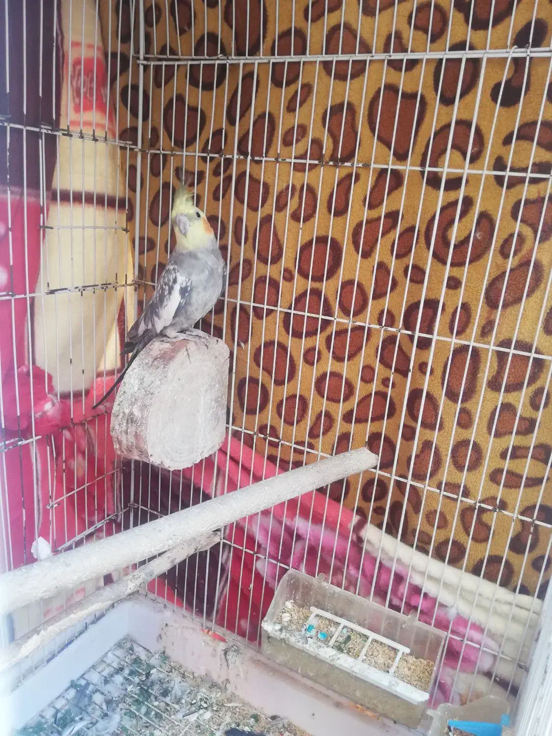 عروس هلندی سخن گو پروانه ای|پرنده|بندر گناوه, |دیوار