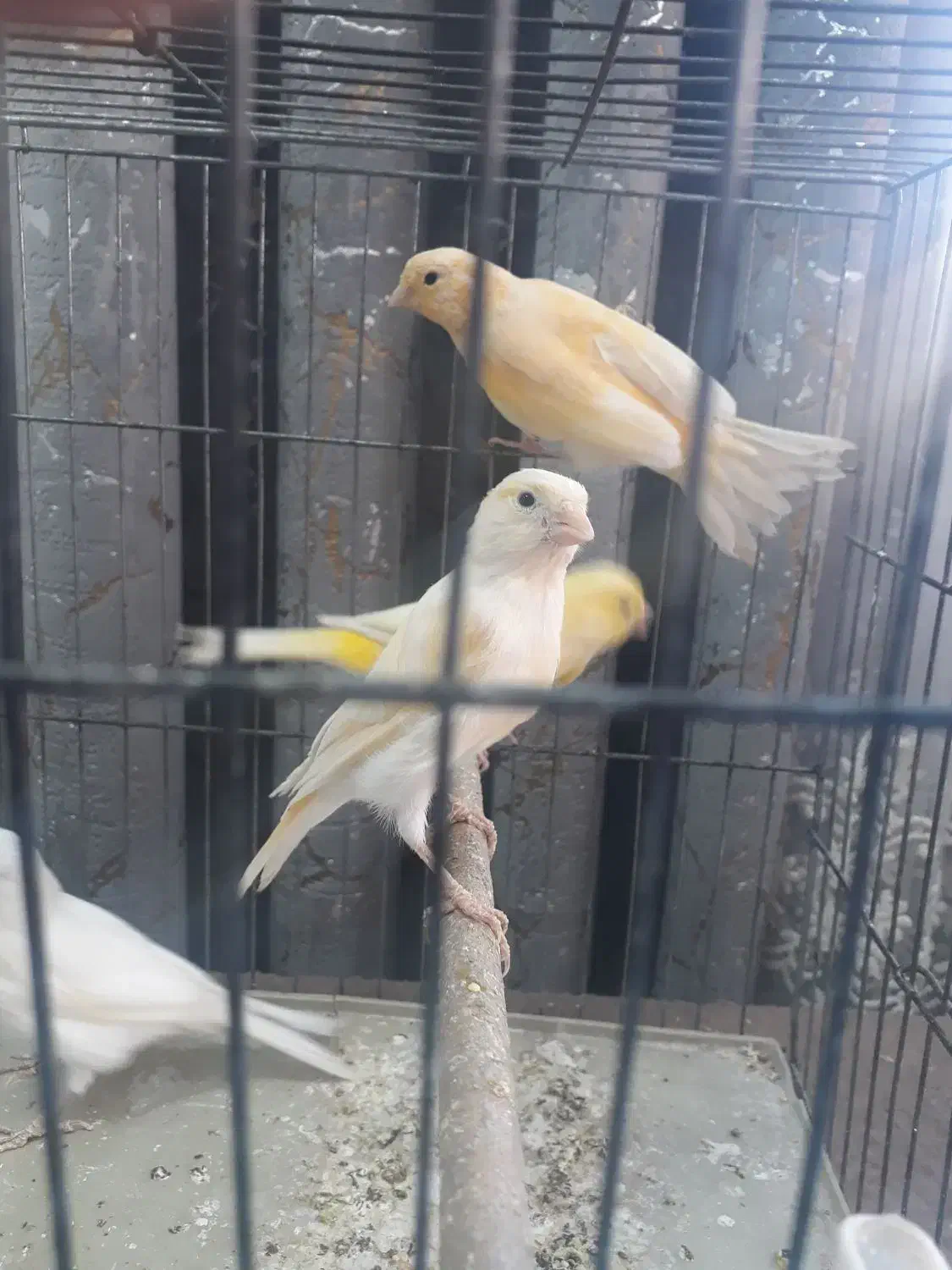 قناری ماده  جوجه امسال آماده|پرنده|ری, شهادت|دیوار